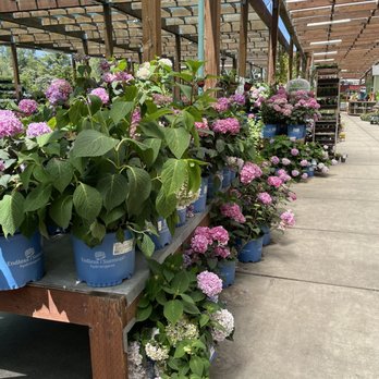 Sloat Garden Center - Beautiful flowering shrubs - Nurseries & Gardening Near Me - Concord, California Sloat Garden Center - Beautiful flowering shrubs - Nurseries & Gardening Near Me - Concord, California
