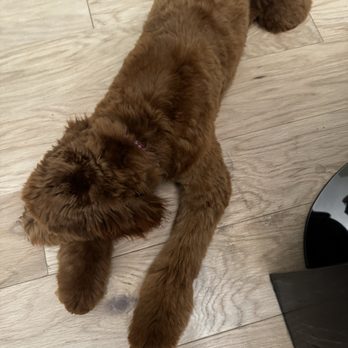 Plush Paws Pet Salon - Photo taken yesterday after the groom. - Pet Groomers Near Me - Orlando, Florida Plush Paws Pet Salon - Photo taken yesterday after the groom. - Pet Groomers Near Me - Orlando, Florida