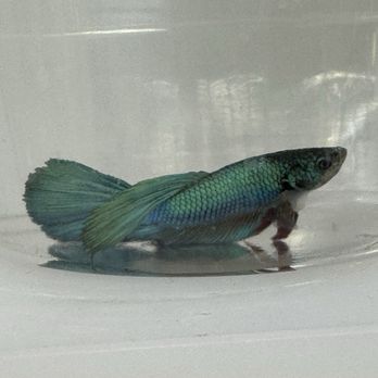 Petco - Pretty fish - Pet Stores Near Me - San Jose, California Petco - Pretty fish - Pet Stores Near Me - San Jose, California