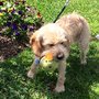 Photo of Houston Cocker Spaniel Rescue