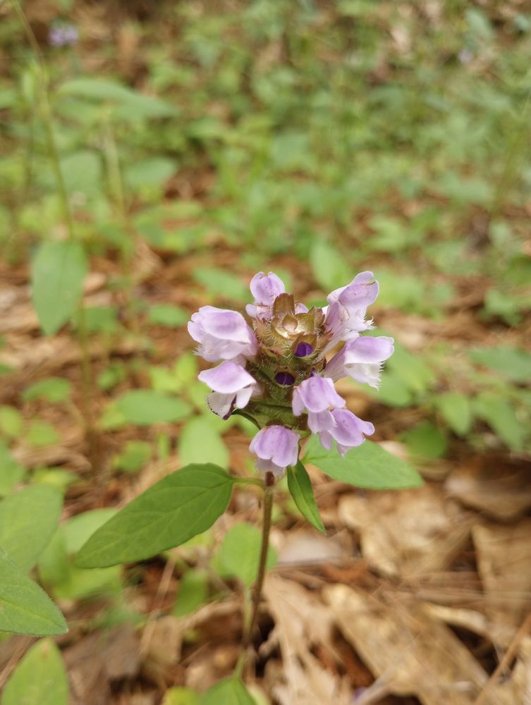 Ninety Six National Historic Site Logo