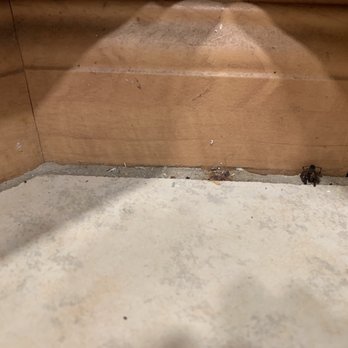 WeCleanOC - Dead spider and filth left behind after supposedly cleaning. - Home Cleaning Near Me WeCleanOC - Dead spider and filth left behind after supposedly cleaning. - Home Cleaning Near Me
