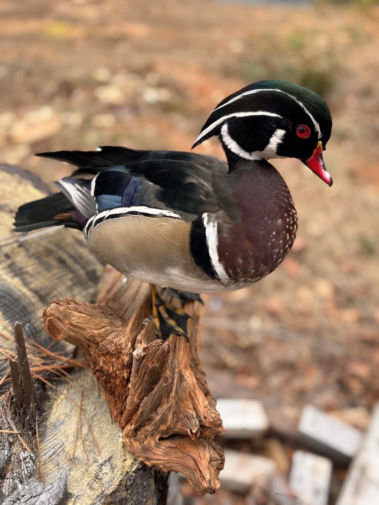 Hudson River Taxidermy - taxidermy in Elberton, GA