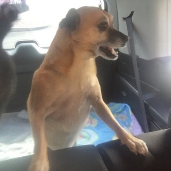 Paw Palace - Happy doggy! - Pet Groomers Near Me - Henderson, Nevada