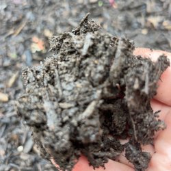 Chatt Soil - Soil from 6" down