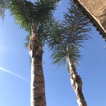 Environmental Green Tree Care - After - Tree Services Near Me