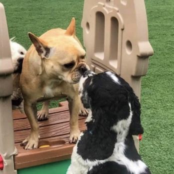 Underdog Kennels - Pet Groomers Near Me - Dallas, Texas Underdog Kennels - Pet Groomers Near Me - Dallas, Texas