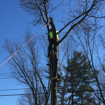 Mills Tree & Lawn Care - Tree Services Near Me - Dansville, Michigan Mills Tree & Lawn Care - Tree Services Near Me - Dansville, Michigan