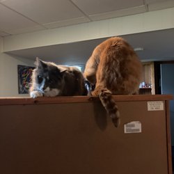 Bannister Veterinary Clinic - Two of the babes after going to the vet