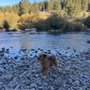Pack City Doggie Stylez