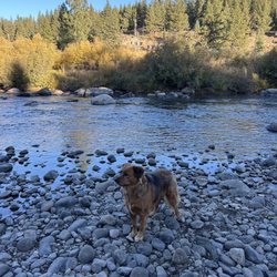 Pack City Doggie Stylez - Mila enjoying a walk.