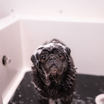 The sPaw - bath time for Steve :-) - Pet Groomers Near Me - Rapid City, South Dakota The sPaw - bath time for Steve :-) - Pet Groomers Near Me - Rapid City, South Dakota