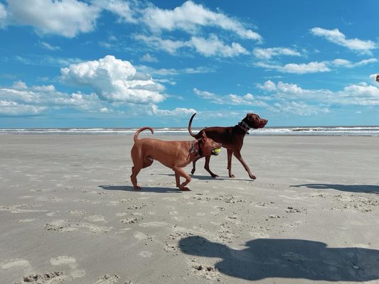 Kiawah Beachwalker Park by null