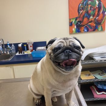 dr sharp pet hospital