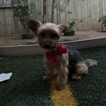 Oh So Cute! Dog Grooming - Yorkie lamb cut - Pet Groomers Near Me - Moreno Valley, California Oh So Cute! Dog Grooming - Yorkie lamb cut - Pet Groomers Near Me - Moreno Valley, California