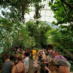 Butterfly Jungle