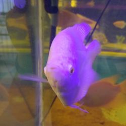 Fish & Pets Ranch