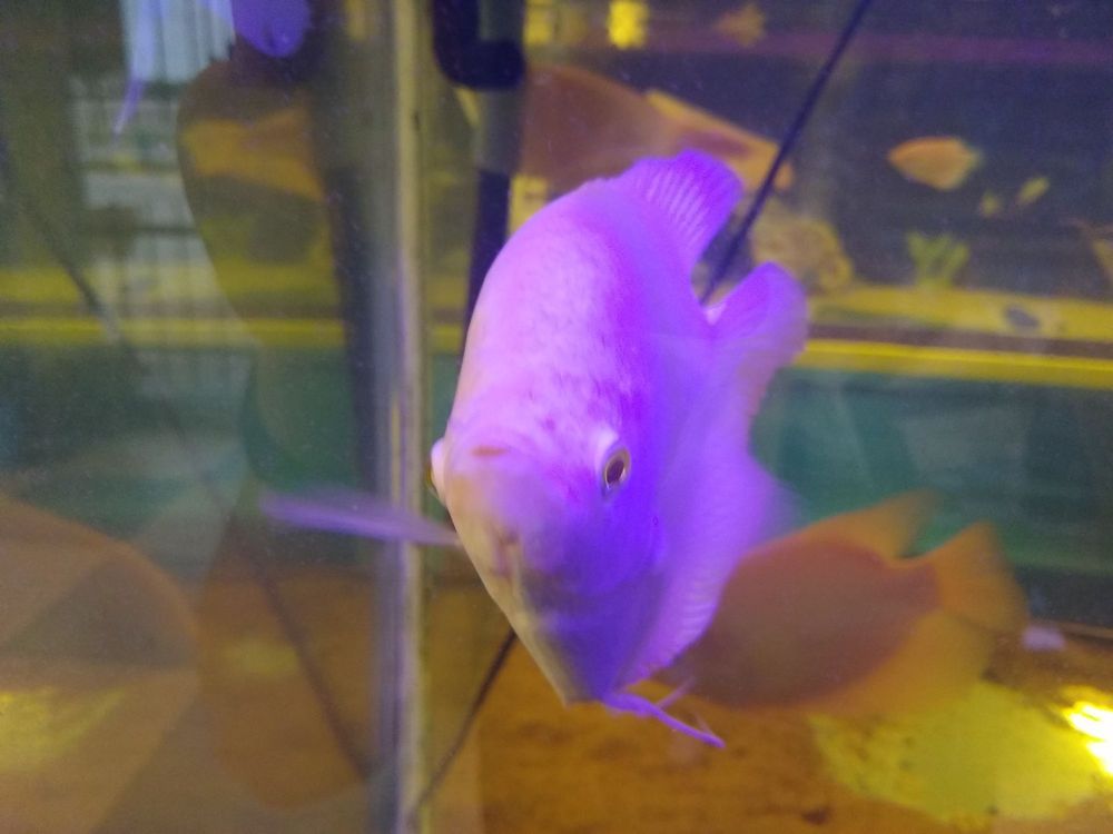 FISH & PETS RANCH Updated September 2024 81 Photos 10100 Kleckley Dr, Houston, Texas