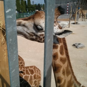 Knies Kinderzoo - Up close and personal - Zoos Near Me - Rapperswil, SG