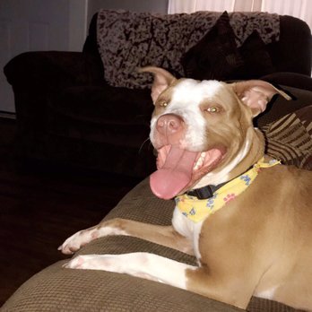 Montgomery County Animal Resource Center - Dog I adopted - Animal Shelters Near Me - Dayton, Ohio Montgomery County Animal Resource Center - Dog I adopted - Animal Shelters Near Me - Dayton, Ohio