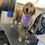 Photo of Dog Tags Mobile Grooming
