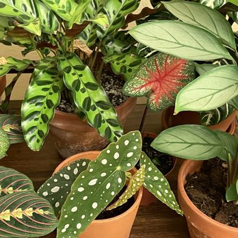 Plant Safari - Such a wide variety of plants here! My favorite nursery thus far! - Nurseries & Gardening Near Me - Upland, California Plant Safari - Such a wide variety of plants here! My favorite nursery thus far! - Nurseries & Gardening Near Me - Upland, California