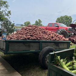 Ed Lester Farms - Good looking new potatoes!