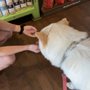 Photo of Polkadog Bakery