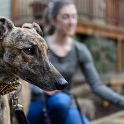 Blisshound Animal Massage
