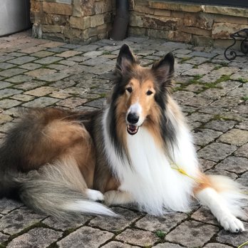 A-Cut-Above Grooming Salon - Our movie star Brady Bo - Pet Groomers Near Me - Loudon, Tennessee A-Cut-Above Grooming Salon - Our movie star Brady Bo - Pet Groomers Near Me - Loudon, Tennessee