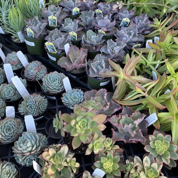 Armstrong Garden Centers - ALL THE SUCCIES - Nurseries & Gardening Near Me - Los Angeles, California Armstrong Garden Centers - ALL THE SUCCIES - Nurseries & Gardening Near Me - Los Angeles, California