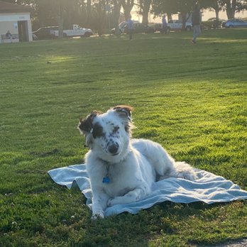 Cloud 9 K-9 Dog Training - Place at the park - Pet Training Near Me Cloud 9 K-9 Dog Training - Place at the park - Pet Training Near Me