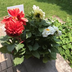 Steuber Florist & Greenhouses - Dahlias