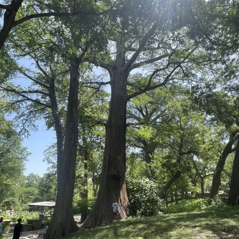 Krause Springs - Giant tree - Campgrounds Near Me - Spicewood, Texas Krause Springs - Giant tree - Campgrounds Near Me - Spicewood, Texas