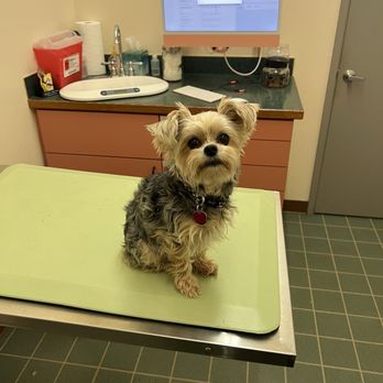 Minter Veterinary Hospital - The face of a girl with a $1100 tummy ache - Veterinarians Near Me - Gig Harbor, Washington Minter Veterinary Hospital - The face of a girl with a $1100 tummy ache - Veterinarians Near Me - Gig Harbor, Washington