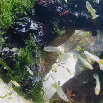 Cali's Tropical Fish - Local Fish Stores Near Me - Garden Grove, California Cali's Tropical Fish - Local Fish Stores Near Me - Garden Grove, California