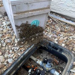 LV Bees - Rehomed bees.