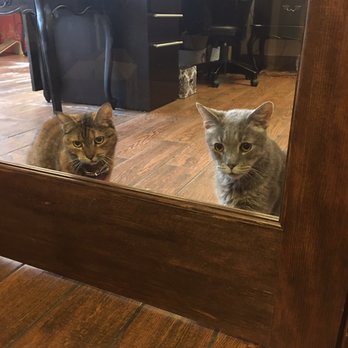 The Cat Practice - On Kevin's first trip to The Cat Practice, he made some friends. - Veterinarians Near Me - New York, New York