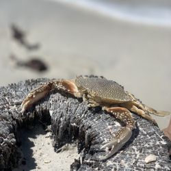 Day Star Charters