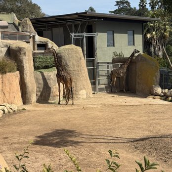 Santa Barbara Zoo - Giraffes! - Zoos Near Me - Santa Barbara, California Santa Barbara Zoo - Giraffes! - Zoos Near Me - Santa Barbara, California