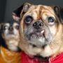 Photo of B-Stylin' Pets Mobile