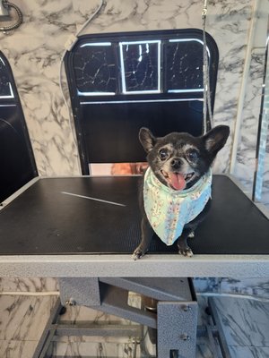 FURRY FRENZY MOBILE PET GROOMING - 34 Photos - Phoenix, Arizona - Pet
