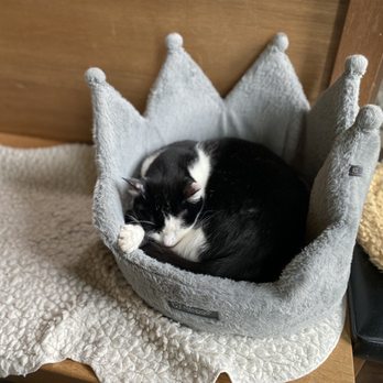 Seattle Meowtropolitan - Themed Cafes Near Me - Seattle, Washington