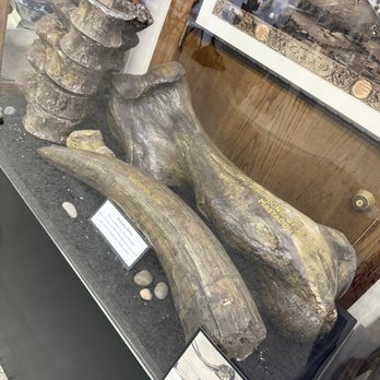 Miami County Historical Society - Mastodon fossils found locally - Museums Near Me - Peru, Indiana Miami County Historical Society - Mastodon fossils found locally - Museums Near Me - Peru, Indiana