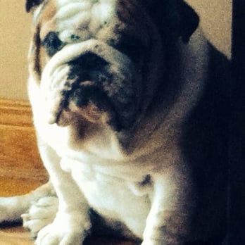 Kragness Animal Hospital - Hi I'm Dillinger - Veterinarians Near Me - Chicago, Illinois Kragness Animal Hospital - Hi I'm Dillinger - Veterinarians Near Me - Chicago, Illinois