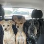 Photo of Alvin-Friendswood Veterinary Clinic