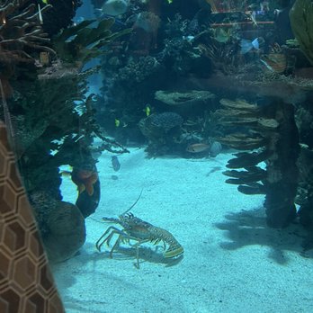 Golden Nugget - The most beautiful aquarium! - Hotels Near Me - Las Vegas, Nevada