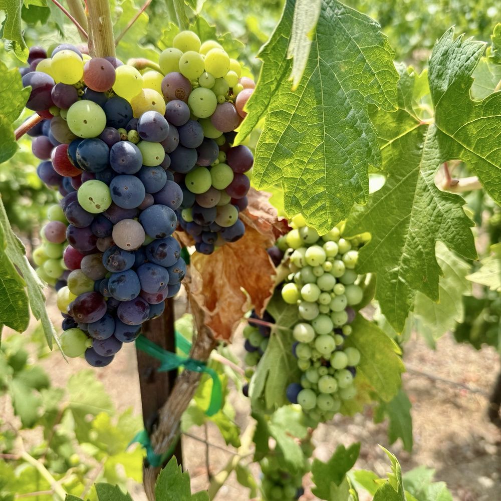 Oak Mountain Winery - Wineries Near Me - Temecula, California Oak Mountain Winery - Wineries Near Me - Temecula, California