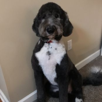 Kelly's Pet Boutique East - Thor, 2 year old Sheepadoodle and very happy customer! - Pet Groomers Near Me - East Lansing, Michigan