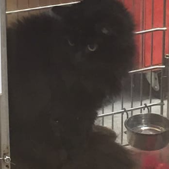 PetSmart - Pet Stores Near Me - Glen Burnie, Maryland PetSmart - Pet Stores Near Me - Glen Burnie, Maryland